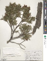 Chamaecyparis lawsoniana image