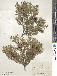 Chamaecyparis lawsoniana image