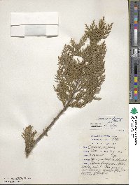 Chamaecyparis lawsoniana image