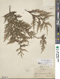 Chamaecyparis lawsoniana image