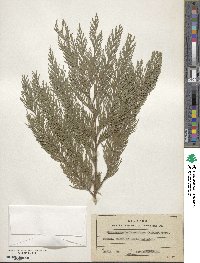 Chamaecyparis lawsoniana image