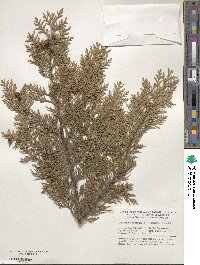 Chamaecyparis lawsoniana image