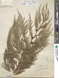 Chamaecyparis lawsoniana image