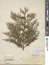 Chamaecyparis lawsoniana image