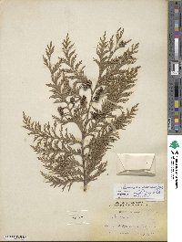 Chamaecyparis lawsoniana image