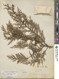 Chamaecyparis lawsoniana image