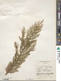 Chamaecyparis lawsoniana image