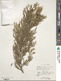 Chamaecyparis lawsoniana image