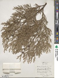 Chamaecyparis lawsoniana image