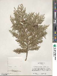 Chamaecyparis lawsoniana image