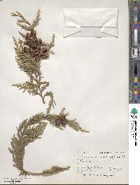 Chamaecyparis lawsoniana image