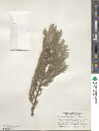 Chamaecyparis lawsoniana image