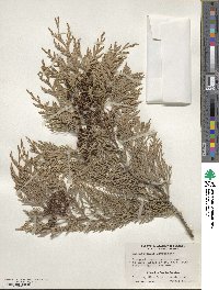 Chamaecyparis lawsoniana image