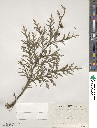 Chamaecyparis lawsoniana image