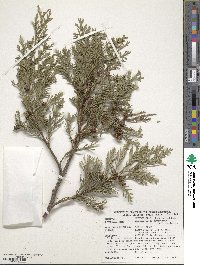 Chamaecyparis lawsoniana image