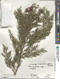 Chamaecyparis lawsoniana image