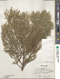 Chamaecyparis lawsoniana image