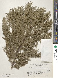 Chamaecyparis lawsoniana image