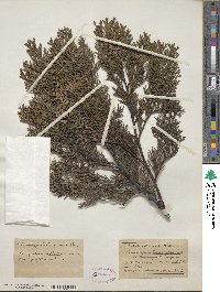 Chamaecyparis lawsoniana image