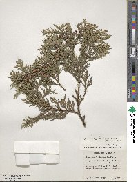 Chamaecyparis lawsoniana image