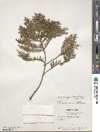 Chamaecyparis lawsoniana image