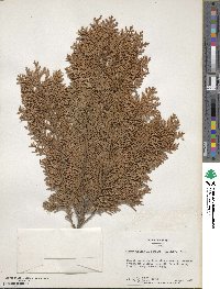 Chamaecyparis lawsoniana image