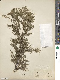 Chamaecyparis lawsoniana image