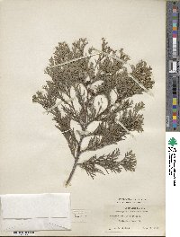 Chamaecyparis lawsoniana image