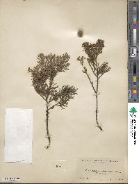 Chamaecyparis lawsoniana image