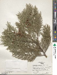 Chamaecyparis lawsoniana image