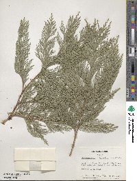 Chamaecyparis lawsoniana image