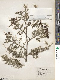 Chamaecyparis lawsoniana image