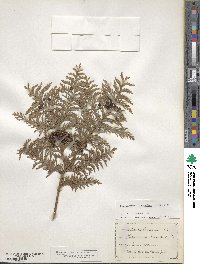 Chamaecyparis lawsoniana image