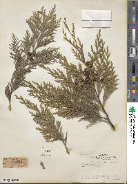 Chamaecyparis lawsoniana image