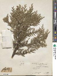 Chamaecyparis lawsoniana image