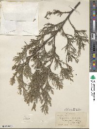 Chamaecyparis lawsoniana image