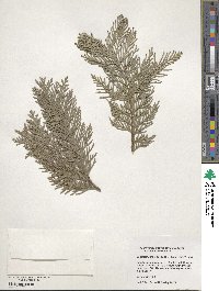 Chamaecyparis lawsoniana f. aluminii image