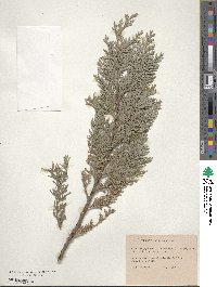 Chamaecyparis lawsoniana image