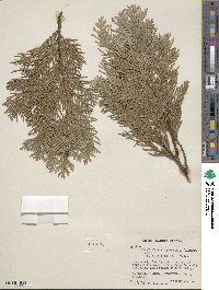 Chamaecyparis lawsoniana image