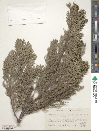 Chamaecyparis lawsoniana image