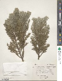 Chamaecyparis lawsoniana image