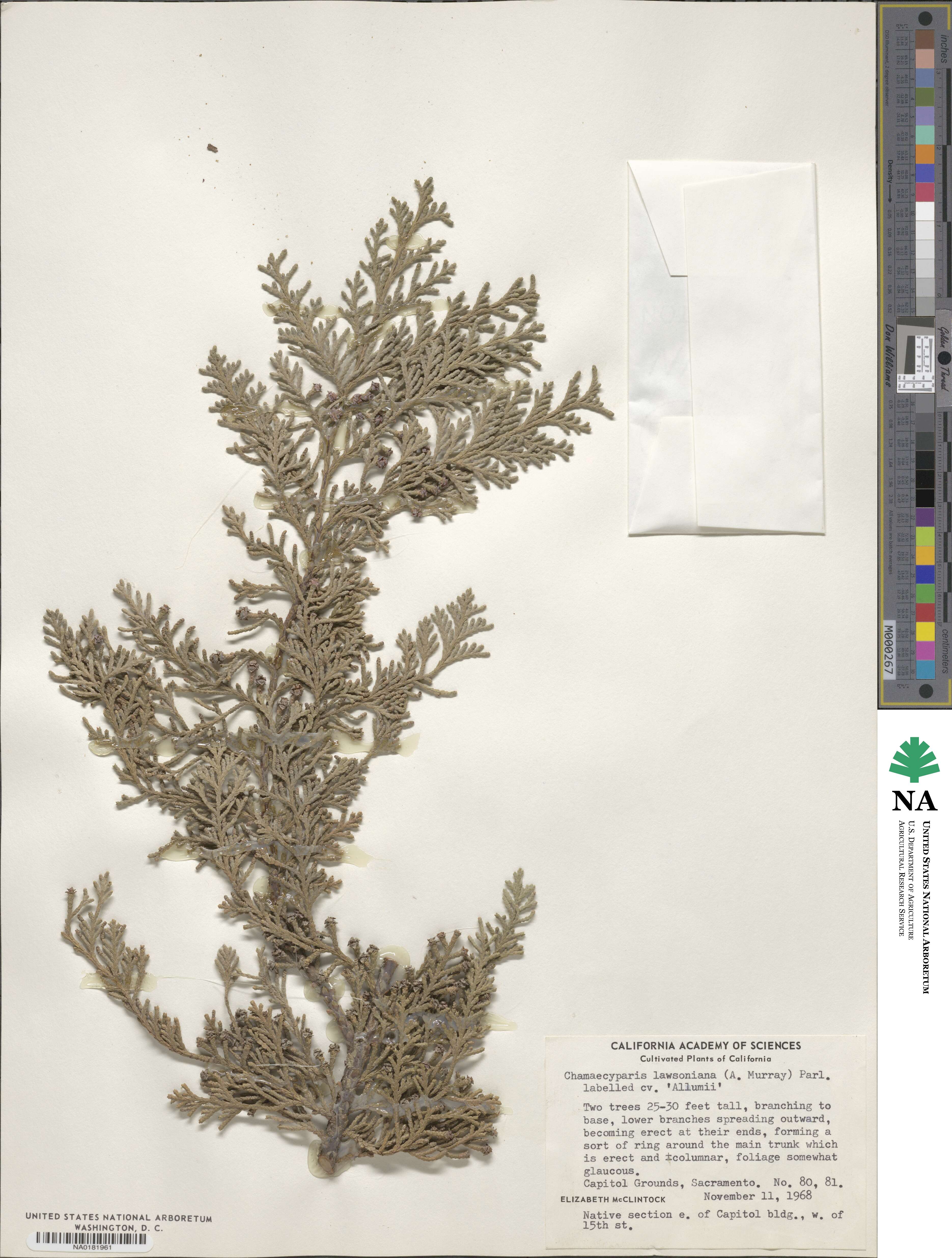 Chamaecyparis lawsoniana f. aluminii image