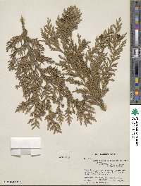 Chamaecyparis lawsoniana image