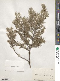 Chamaecyparis lawsoniana image