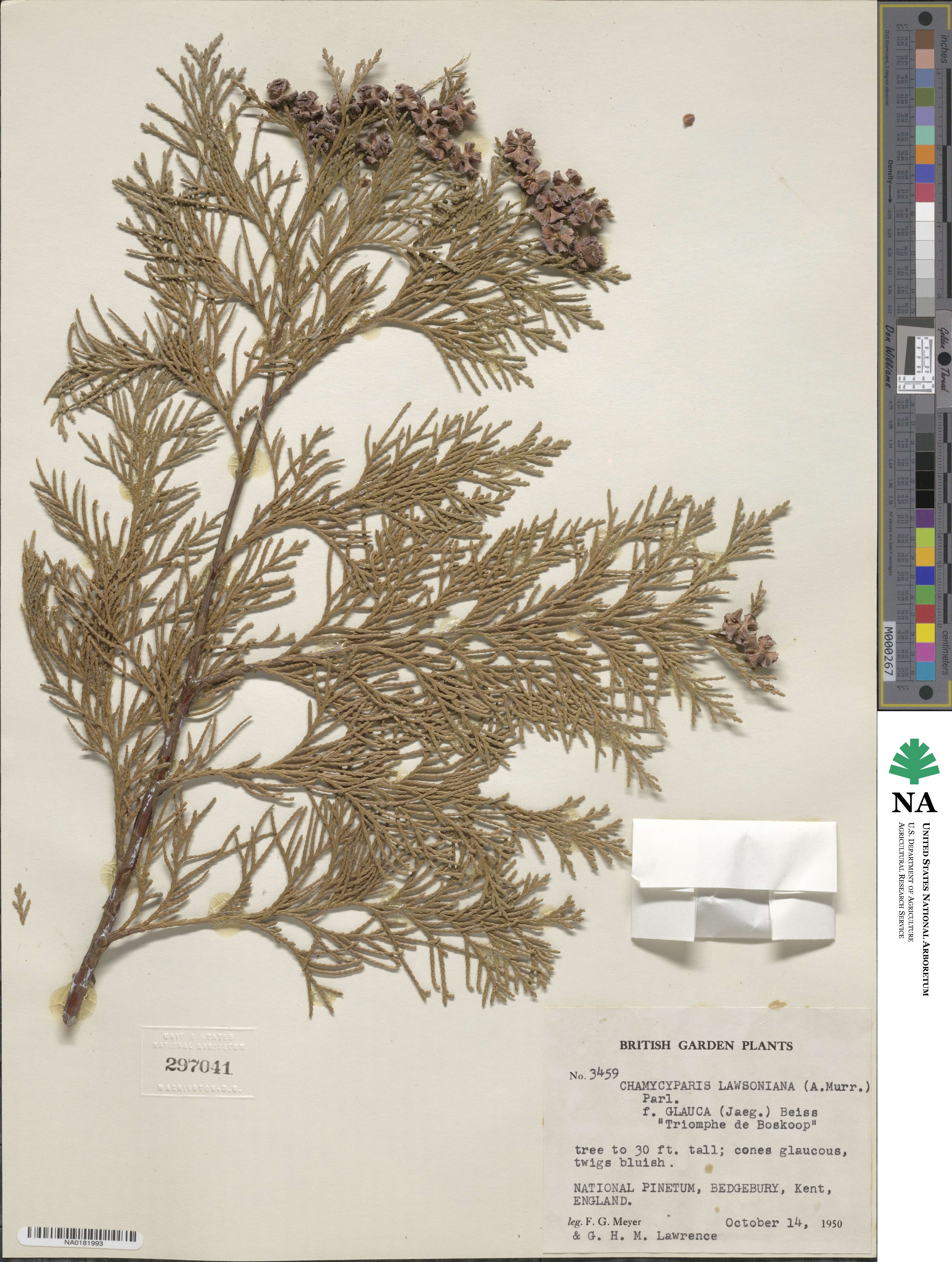 Chamaecyparis lawsoniana var. glauca image