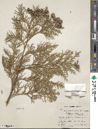 Chamaecyparis lawsoniana image