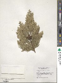 Chamaecyparis lawsoniana var. stewartii image