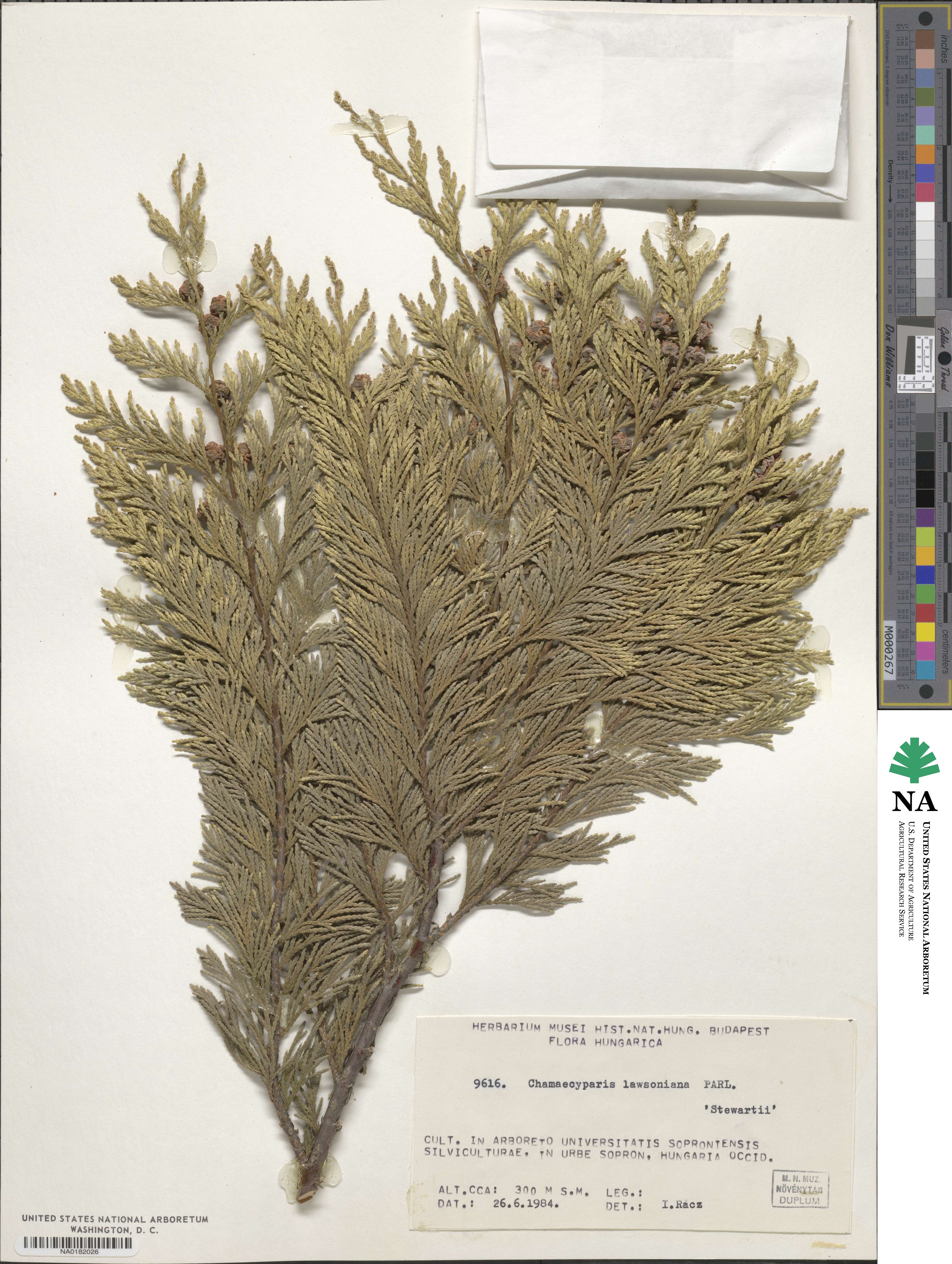 Chamaecyparis lawsoniana var. stewartii image