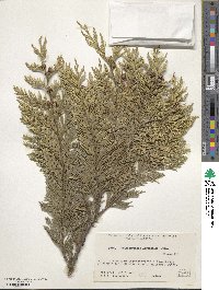 Chamaecyparis lawsoniana var. stewartii image