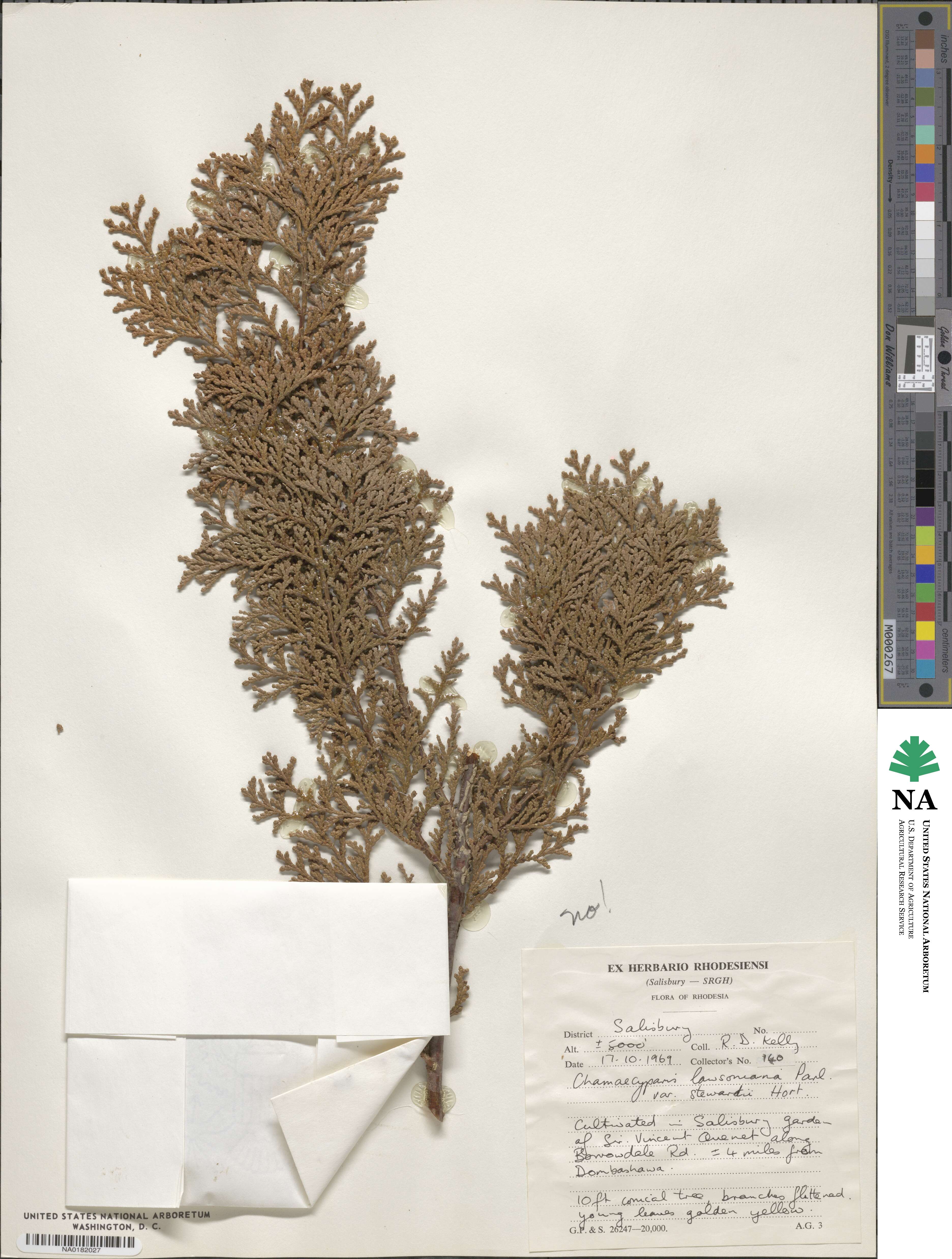 Chamaecyparis lawsoniana image